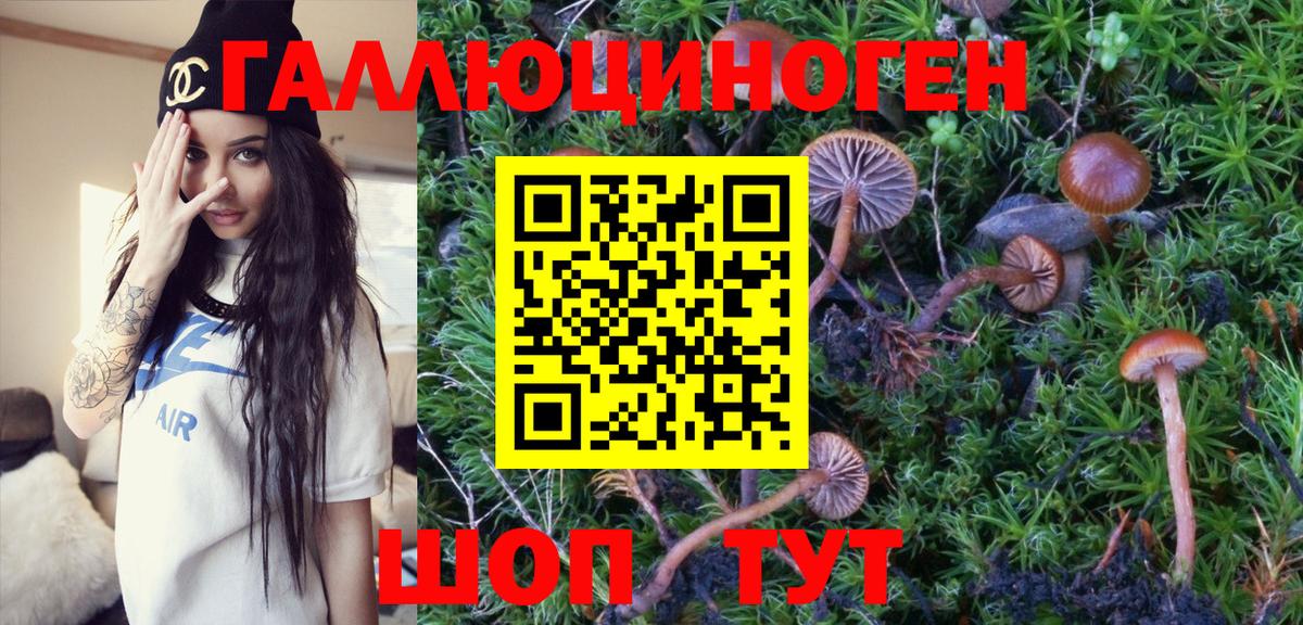 Галлюциногенные грибы Psilocybe Заинск